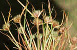 Granite flatsedge